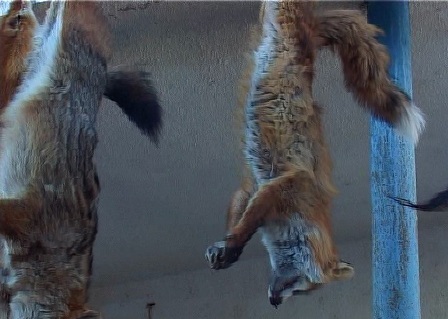 ulovnalovu,foto prinscreen